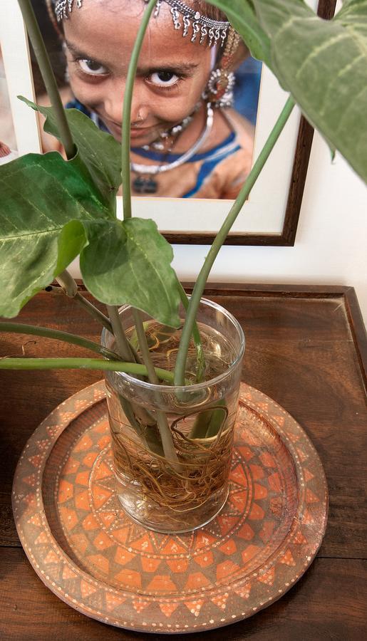 Haveli Hauz Khas Bed & Breakfast New Delhi Bagian luar foto